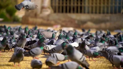 Slow motion shot of Group of Wild pigeons (7) Stock Footage 199273219