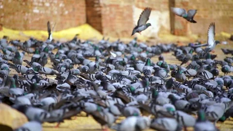 Slow motion shot of Group of Wild pigeons Stock Footage 199273284