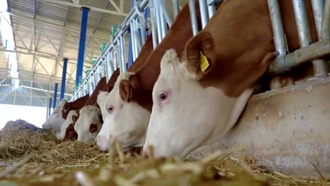 A Slow Motion Shot Of Healthy Cattle Cows In The Feedlot Pens Of A Huge Vídeos de archivo 334655394