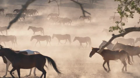 Slow motion shot of herd of wild horses in Alvord Desert Video stock 167599787