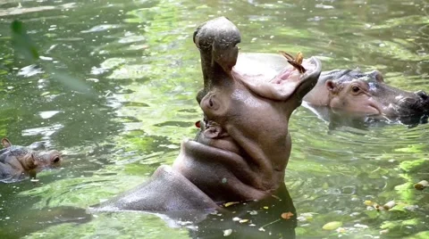 Slow motion shot of a Hippo, opening mouth 스톡 동영상 40649359