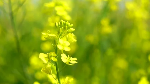 Slow motion shot of honey bee sitting on yellow soya been flowers (2) Stock Footage 252118932