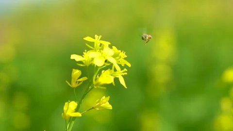 Slow motion shot of honey bee sitting on yellow soya been flowers (3) Stock Footage 252118934