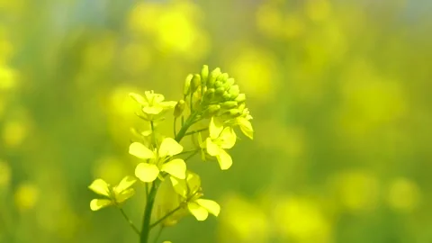 Slow motion shot of honey bee sitting on yellow soya been flowers (4) Stock Footage 252118942