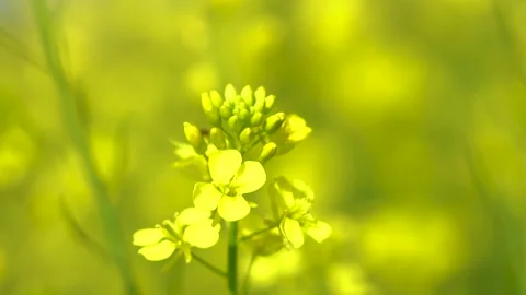 Slow motion shot of honey bee sitting on yellow soya been flowers (5) Stock Footage 252118971
