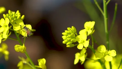Slow motion shot of honey bee sitting on yellow soya been flowers (6) Stock Footage 252118972
