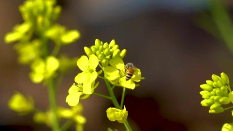 Slow motion shot of honey bee sitting on yellow soya been flowers (7) Stock Footage 252118973