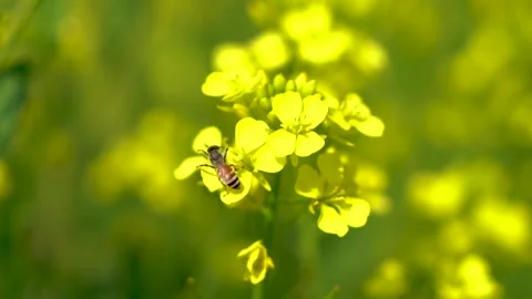 Slow motion shot of honey bee sitting on yellow soya been flowers (10) Stock Footage 252118992
