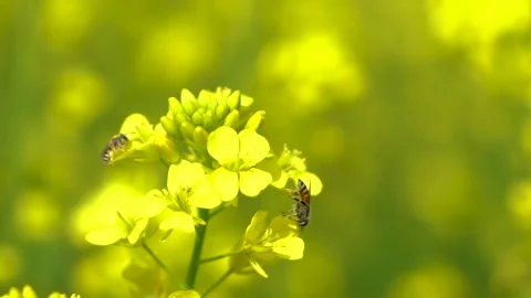 Slow motion shot of honey bee sitting on yellow soya been flowers (8) Stock Footage 252118993