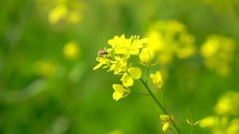 Slow motion shot of honey bee sitting on yellow soya been flowers (18) Stock Footage 252119081