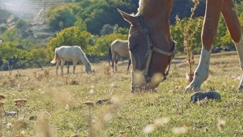 Slow motion shot of horses Stock Footage