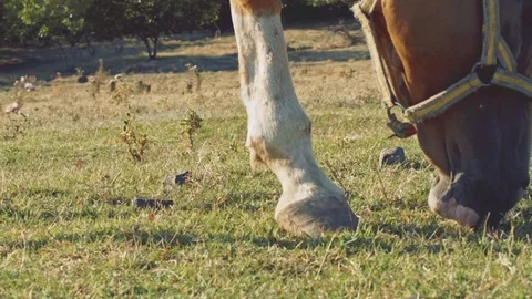 Slow motion shot of horses Stock Footage 80518451