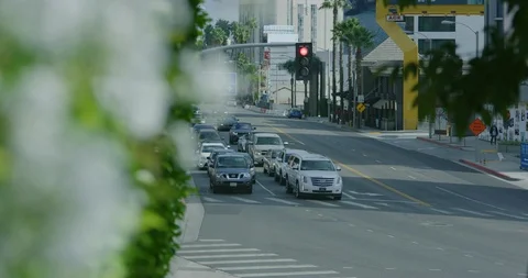 Slow motion shot of jasmine plant in the Hollywood California. Stock Footage 99161850