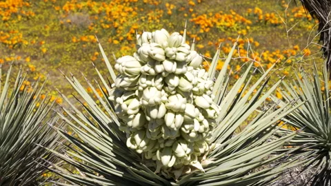 Slow motion shot of Joshua Tree wildflower super bloom in Lancaster, California Stock Footage 330968828
