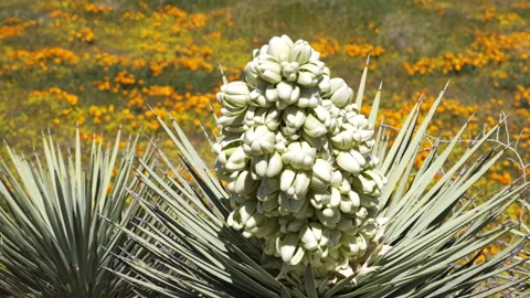 Slow motion shot of Joshua Tree wildflower super bloom in Lancaster, California Stock Footage 330968939