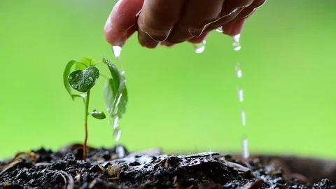 Slow motion shot of kid hands take care of young plant tree sprout. Stock Footage 97768637