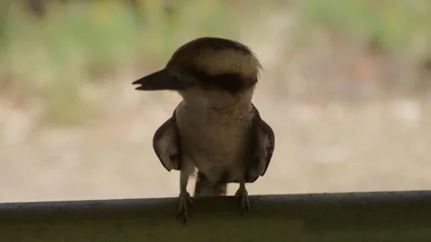 Slow Motion Shot of Kookaburra Stock Footage 303020976