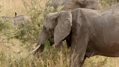Slow motion shot of a large African elephant grazing. Stock Footage 308957716