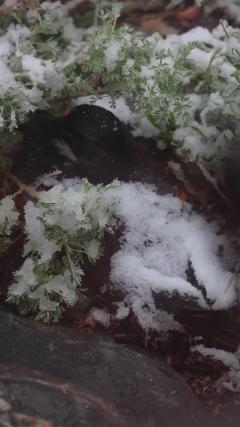 Slow Motion Shot Of Large Dabbling Duck Amidst Snowy Plants - Arvada, Colorado Stock Footage 234006149