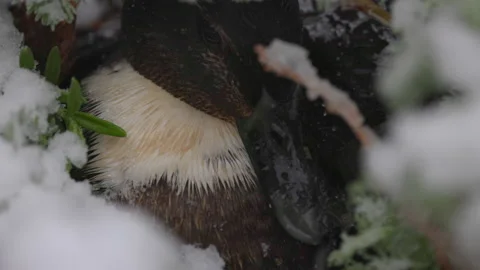 Slow Motion Shot Of Large Dabbling Duck During Snowfall In Winter - Arvada, Stock Footage 234006395