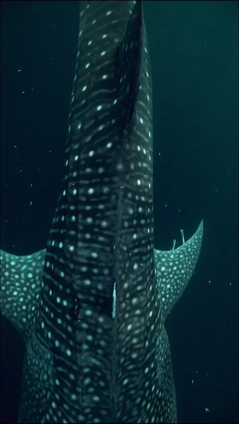 Slow Motion Shot Of Large Patterned Whale Shark Swimming With Pups In Tranquil Stock Footage 231737899