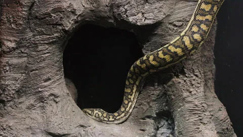 Slow motion shot of a large python slithering its way into a large hole Stock Footage 248522726