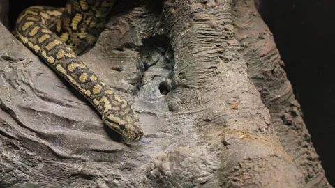Slow motion shot of a large python snake leaving its position within a Stock Footage 248523250