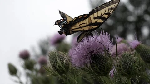 Slow motion shot of a large swallowtail butterfly getting nectar. Video stock 324763040