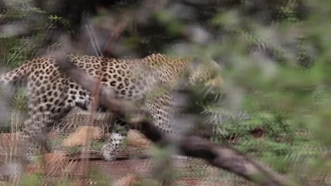 Slow motion shot of leopard walking into bushes of South Africa. Stock Footage 172527507