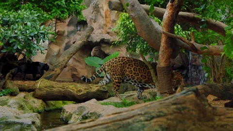 Slow motion shot of leopard walking through its zoo enclosure Stock Footage 322195185