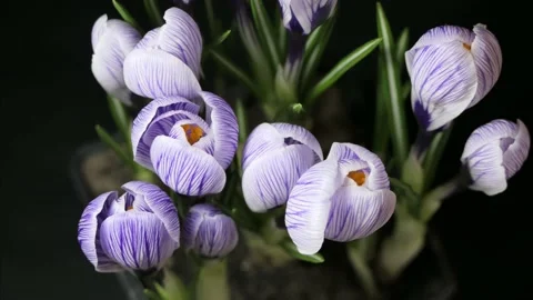 Slow motion shot of a light blue crocus flower blooming against a black Stock Footage 234930530