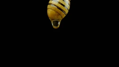 Slow motion shot of liquid honey on a special wooden stick spoon on a black back Stock Footage 134313541