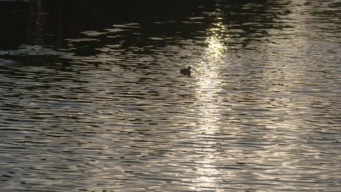 Slow motion shot of lone duck silhouetted on beautiful lake at sunset. Stock Footage 92341214
