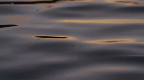 Slow motion shot of long grass in the breeze at sunset Stock-Footage 60115140