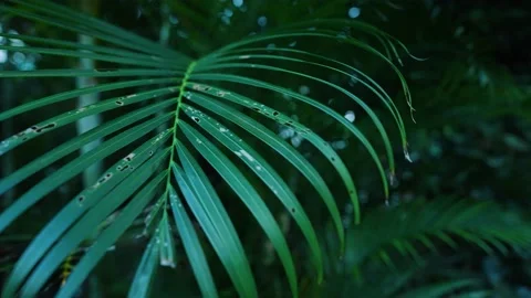 Slow motion shot looking up and tracking along leafy green tropical 스톡 동영상 231196915