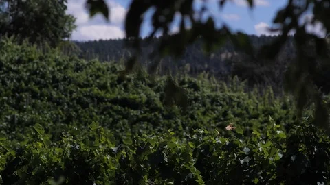 Slow motion shot of lush, thick green plant life	 Stock Footage 122609489