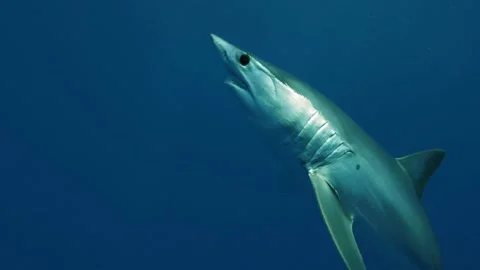 Slow motion shot of Mako shark in clear blue water of the Azores, Atlantic ocean Stock Footage 144188935