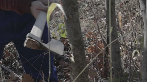 Slow motion shot of a man chopping a branch with an axe Stock Footage 147105886