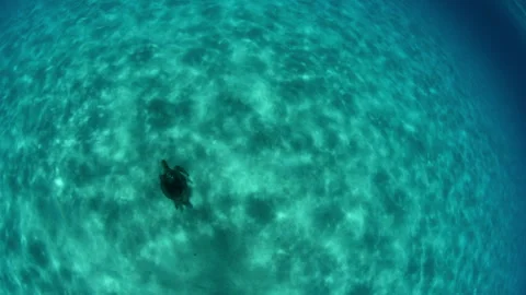 Slow Motion Shot Of Marine Turtle Swimming In Turquoise Sea - Oahu, Hawaii Stock Footage 243271147