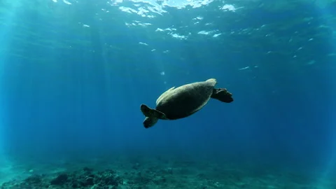 Slow Motion Shot Of Marine Turtle Swimming In Tranquil Ocean - Oahu, Hawaii Stock Footage 243273031