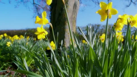 Slow-motion shot of a meadow of daffodils seen in bright sunlight Stock Footage 237173703