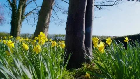 Slow-motion shot of a meadow of daffodils seen in bright sunlight Stock Footage 237173852