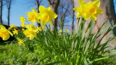 Slow-motion shot of a meadow of daffodils seen in bright sunlight Stock Footage 237173867