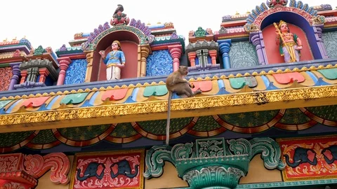 Slow motion shot of  monkey sitting on  hindu temple Stock Footage 130064314