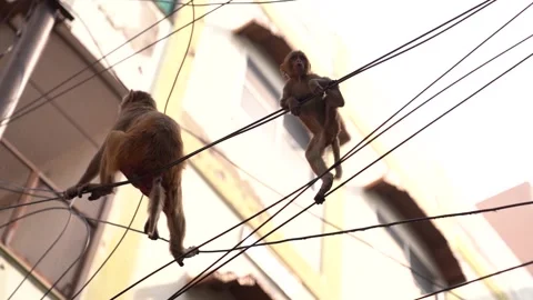 Slow motion shot of monkeys playing in the wires, in the streets of banaras. Stock Footage 223305624