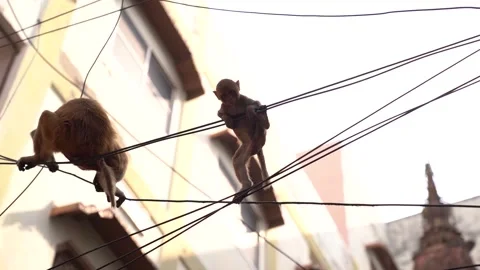 Slow motion shot of monkeys playing in the wires, in the streets of banaras. Stock Footage 223305876