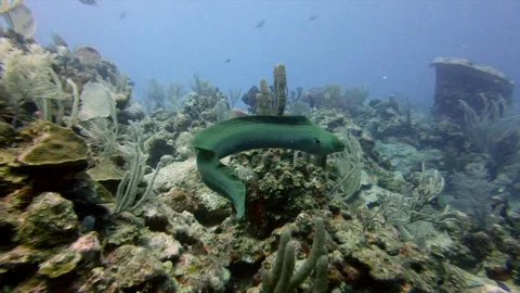 Slow motion shot of moray eel swimming over corals, fish on ocean floor - Great Stock Footage 128926303