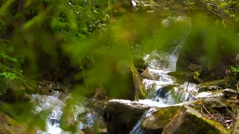 Slow motion shot of a mountain river stream in the wet forest Stock Footage 76780215