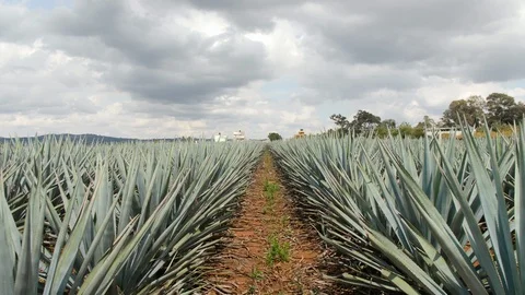 Slow Motion Shot of Moving Through Fields of Tequila Agave with Bright Red Soil Stock Footage 98215805