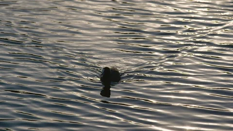 Slow motion shot of native Australian bird paddling on lake in late afternoon. Stock Footage 92341024